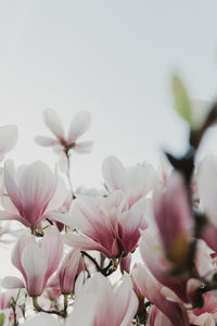 Close-up of pink cherry blossoms in spring