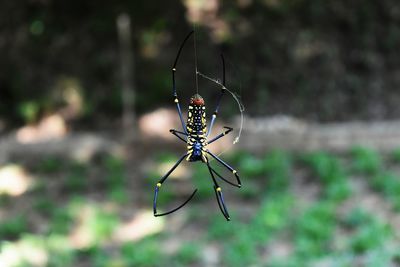 Close-up of spider on web