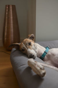 Floppy and tired adopted pet greyhound relaxes on her large dog bed. eye shines in the lamp light.