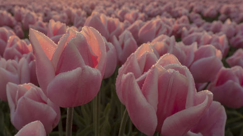 Close-up of pink tulips