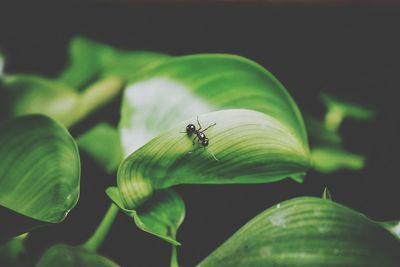 Close-up of fly on leaf