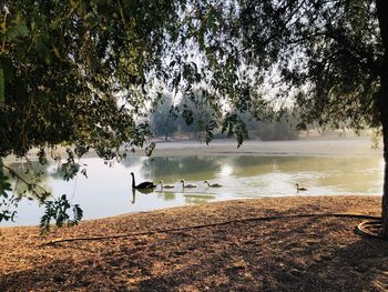 View of birds on lake