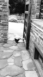 Bird on cobblestone street