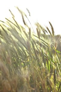 Close-up of wheat growing on field