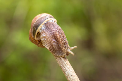 A large snail crawls on a stick on a blurred background. close-up. selective focus.