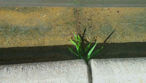 Close-up of plant growing on tree