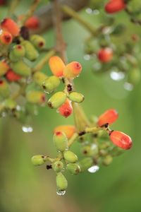 Close-up of berries growing on tree