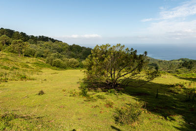 Scenic view of trees and sea against sky