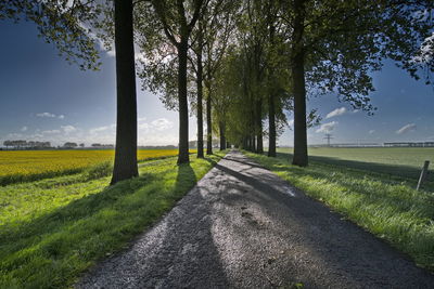Trees on field against sky