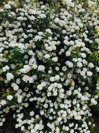 High angle view of white flowering plants on field