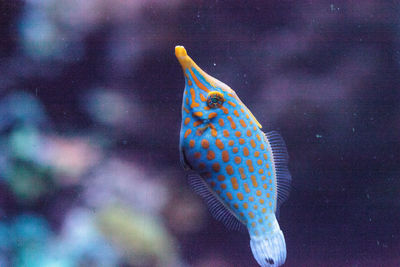 Close-up of fish swimming in tank at aquarium