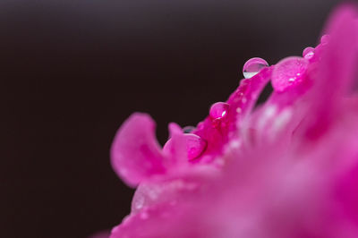 Close-up of pink flower against black background