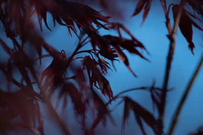 Low angle view of silhouette leaves against sky