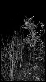 Blurred motion of trees at night