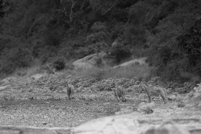 Flock of sheep on field