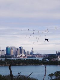 Birds flying over river in city