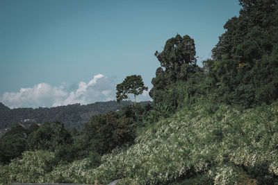 Plants growing on land against sky