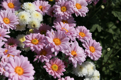 Close-up of flowers blooming outdoors