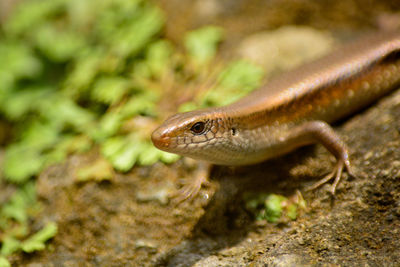 Close-up of lizard on rock