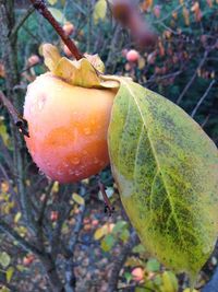 Close-up of fruit on tree