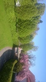 Plants growing on tree