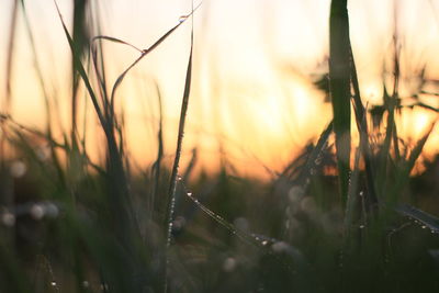 Close-up of wet grass during sunset
