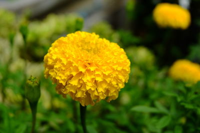 Close-up of yellow flower