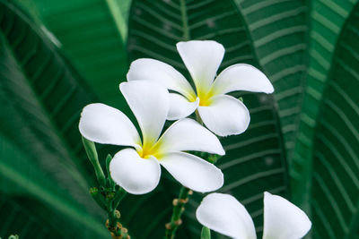 Close-up of white flowering plant