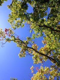 Low angle view of blooming tree against blue sky