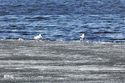 Seagulls perching on a sea