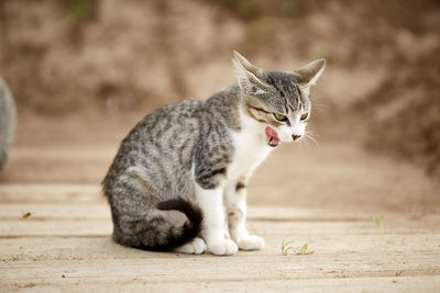 Close-up of a cat