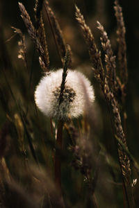 Close-up of dandelion flower