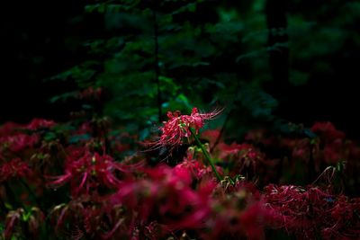 Close-up of red flowering plant