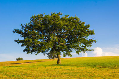 Oak tree with new leaf growth in early summer standing alone in a umbria field