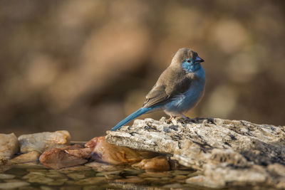 Close-up of bird perching on rock