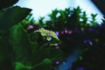 Close-up of flowers