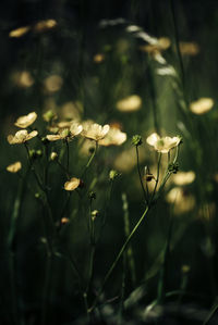 Close-up of white flowering plants on field