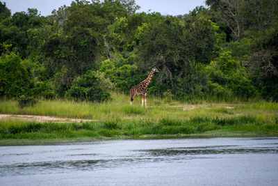 View of a horse on grass by trees