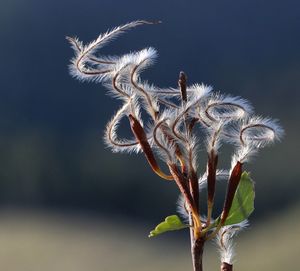 Close-up of plant against blurred background