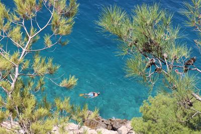 High angle view of plants in sea