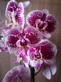 Close-up of pink orchid flowers