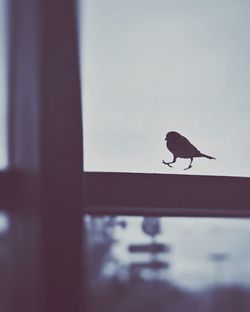 Close-up of bird