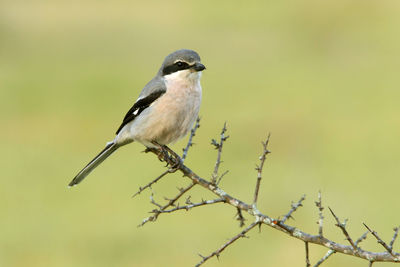 Close-up of bird perching on branch