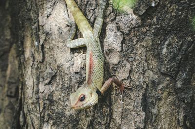 Close-up of lizard on tree trunk