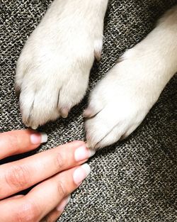 Close-up of person with dog on rug