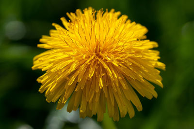Close-up of yellow dandelion flower