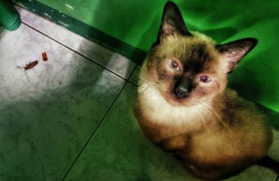Portrait of a cat
