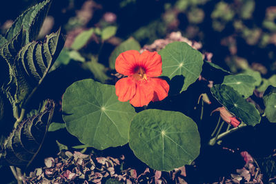 Close-up of red flower