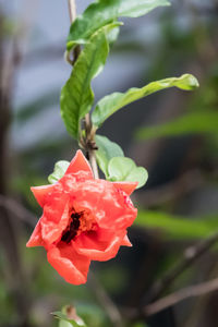 Close-up of red rose blooming outdoors