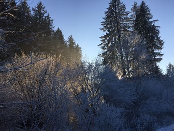 Low angle view of trees against sky